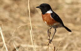 Image of African Stonechat