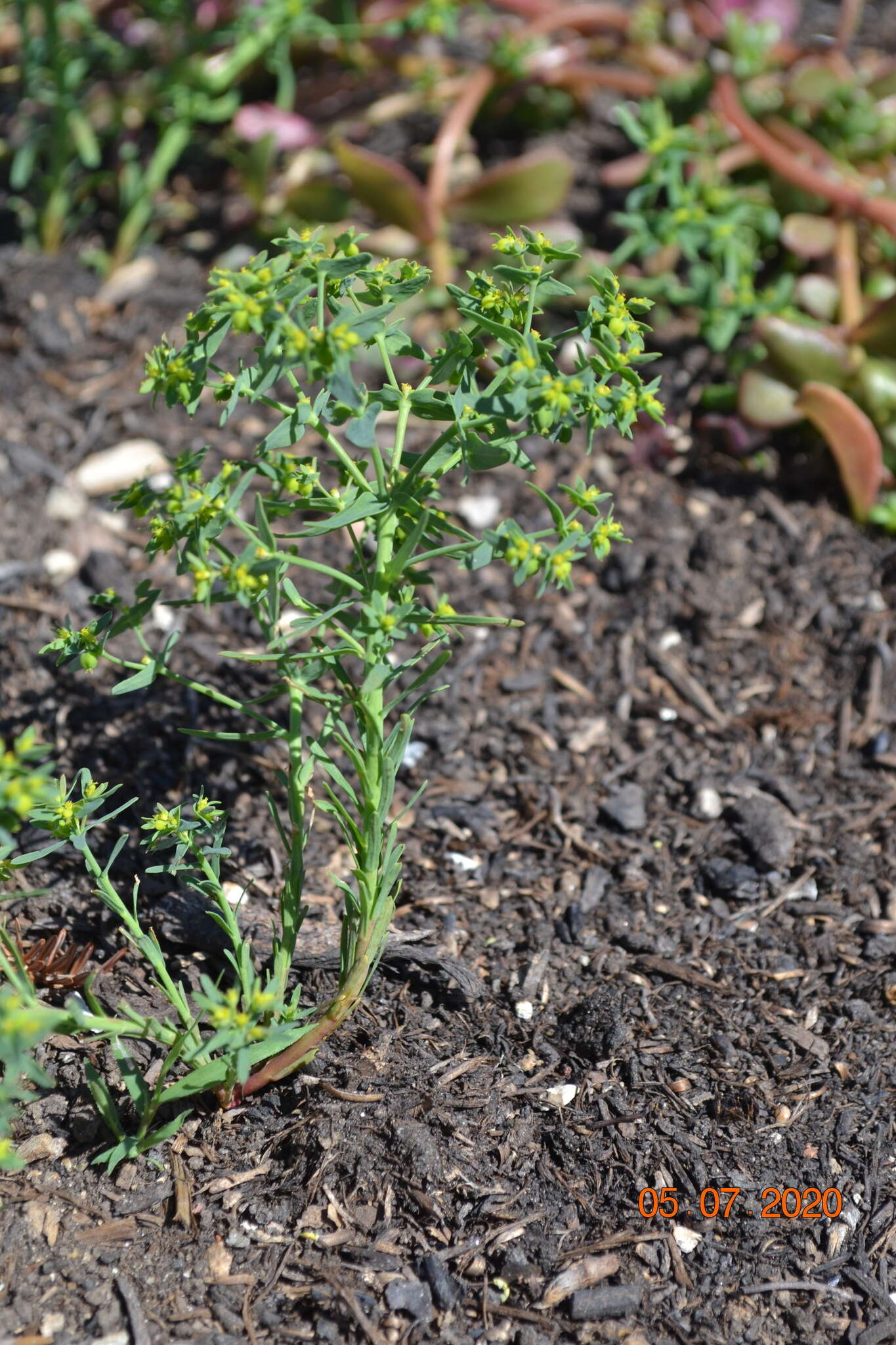 Image of dwarf spurge