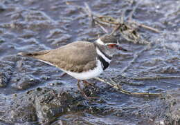 Слика од Charadrius tricollaris Vieillot 1818