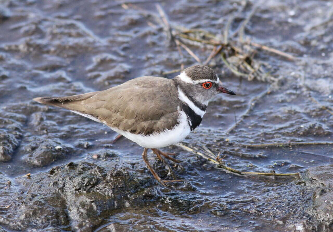 Image of African Three-banded Plover