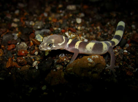 Image of Texas Banded Gecko