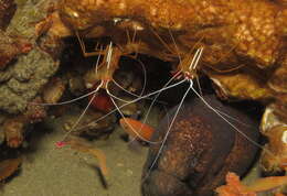 Image of Scarlet cleaner shrimp