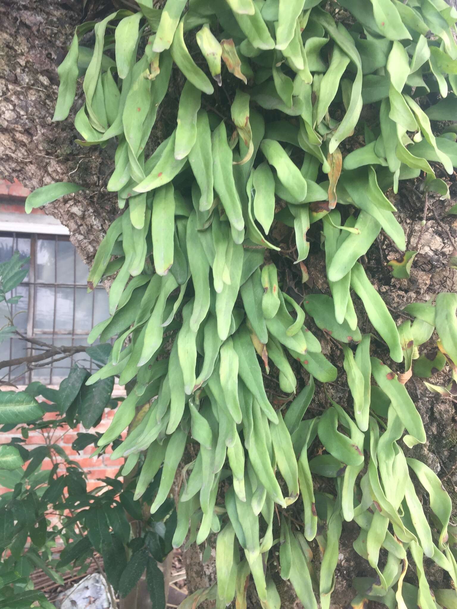 Image of lanceleaf tongue fern