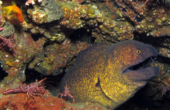 Image of Yellow edged moray