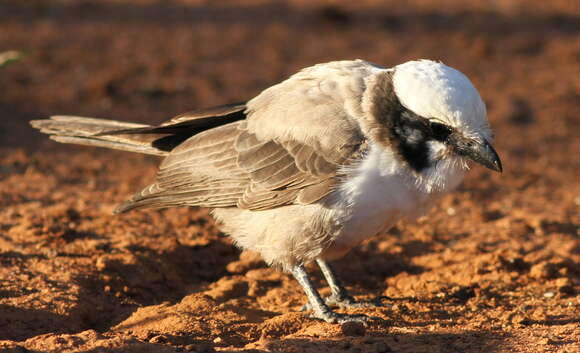 Image of Southern White-crowned Shrike