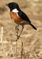 Image of African Stonechat