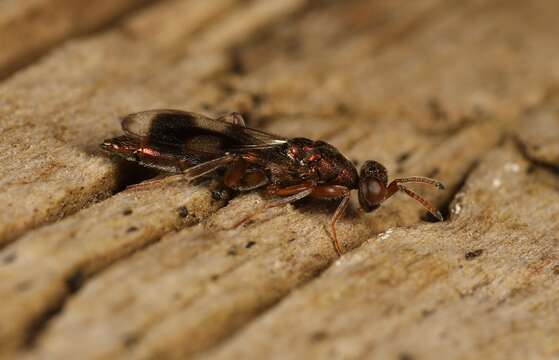 Cleonymus laticornis Walker 1837 resmi