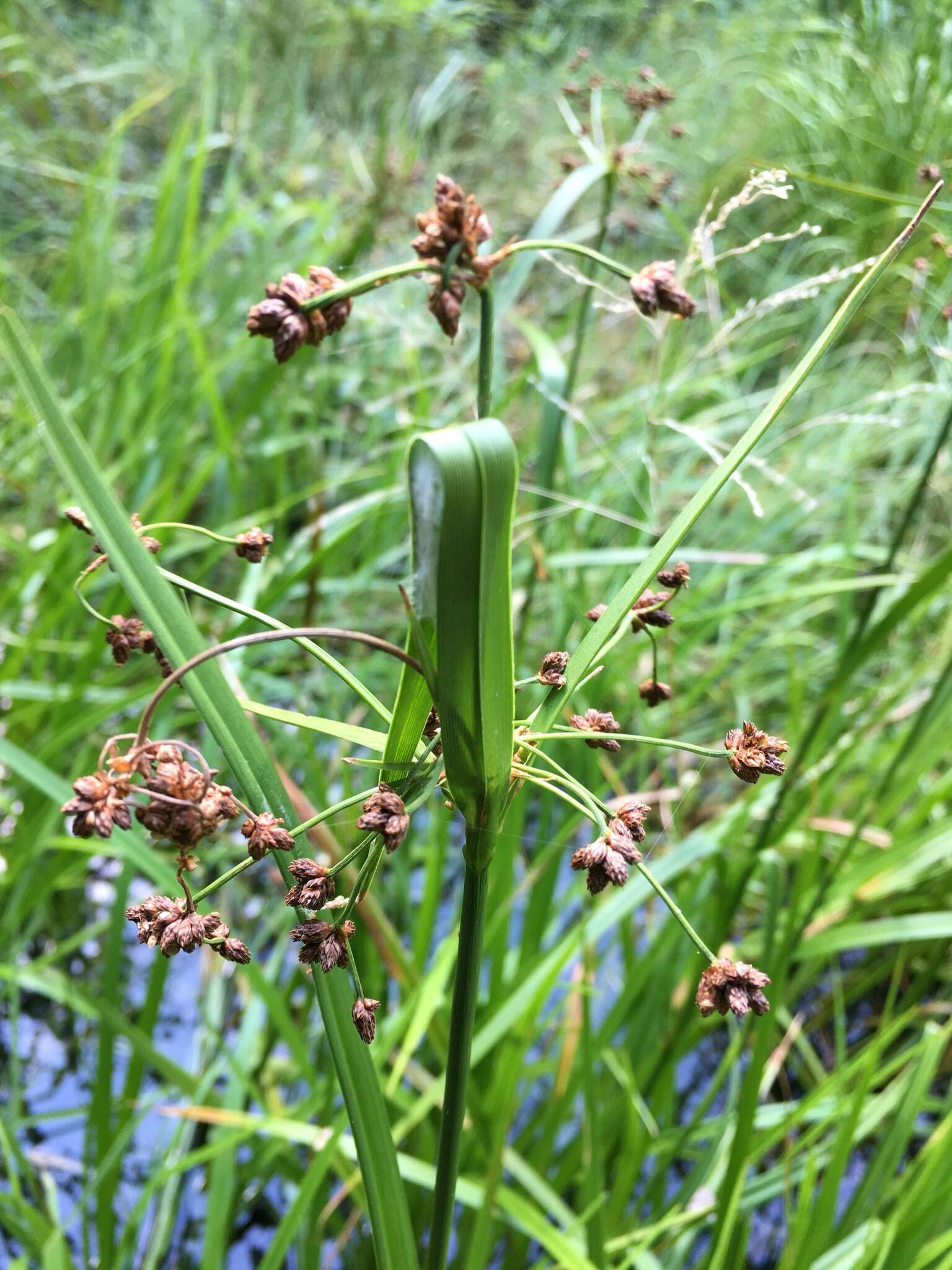 Imagem de Scirpus ancistrochaetus Schuyler