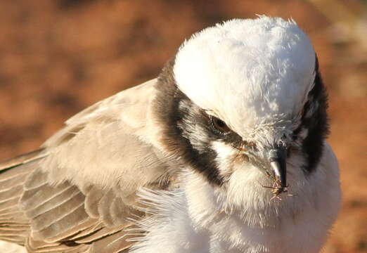 Image of Southern White-crowned Shrike