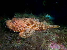 Image of Bigscale Scorpionfish