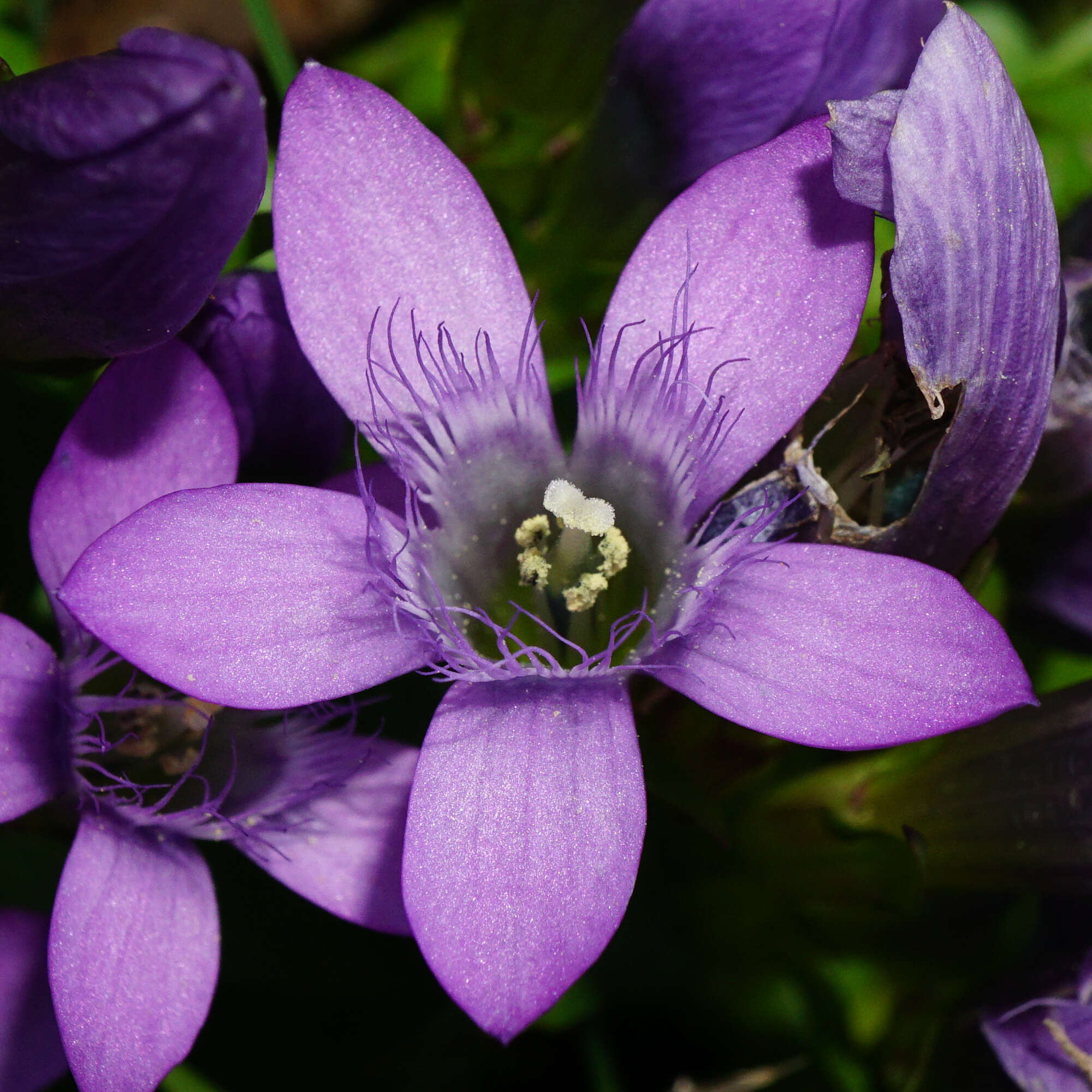 Image of Gentianella austriaca (A. & J. Kern.) Holub