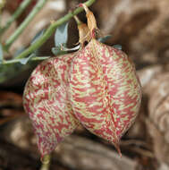 Image of Astragalus oophorus var. oophorus