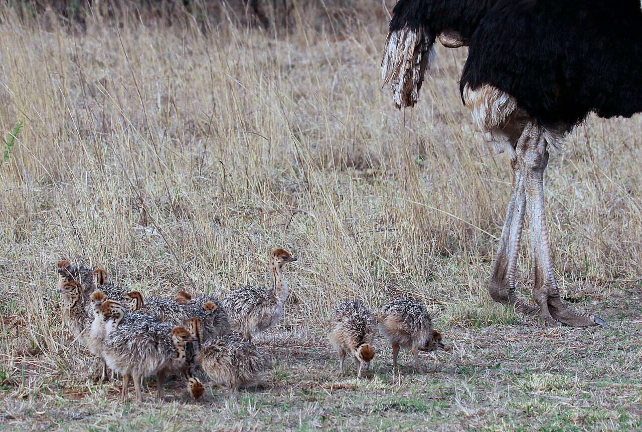 Image of South African Ostrich