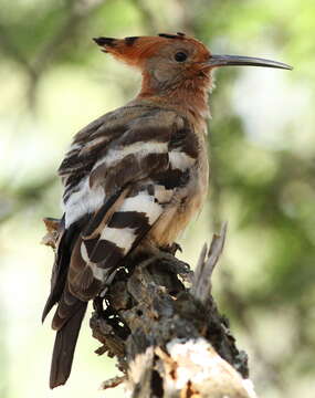 Image of African Hoopoe