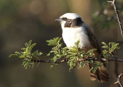 Image of Southern White-crowned Shrike