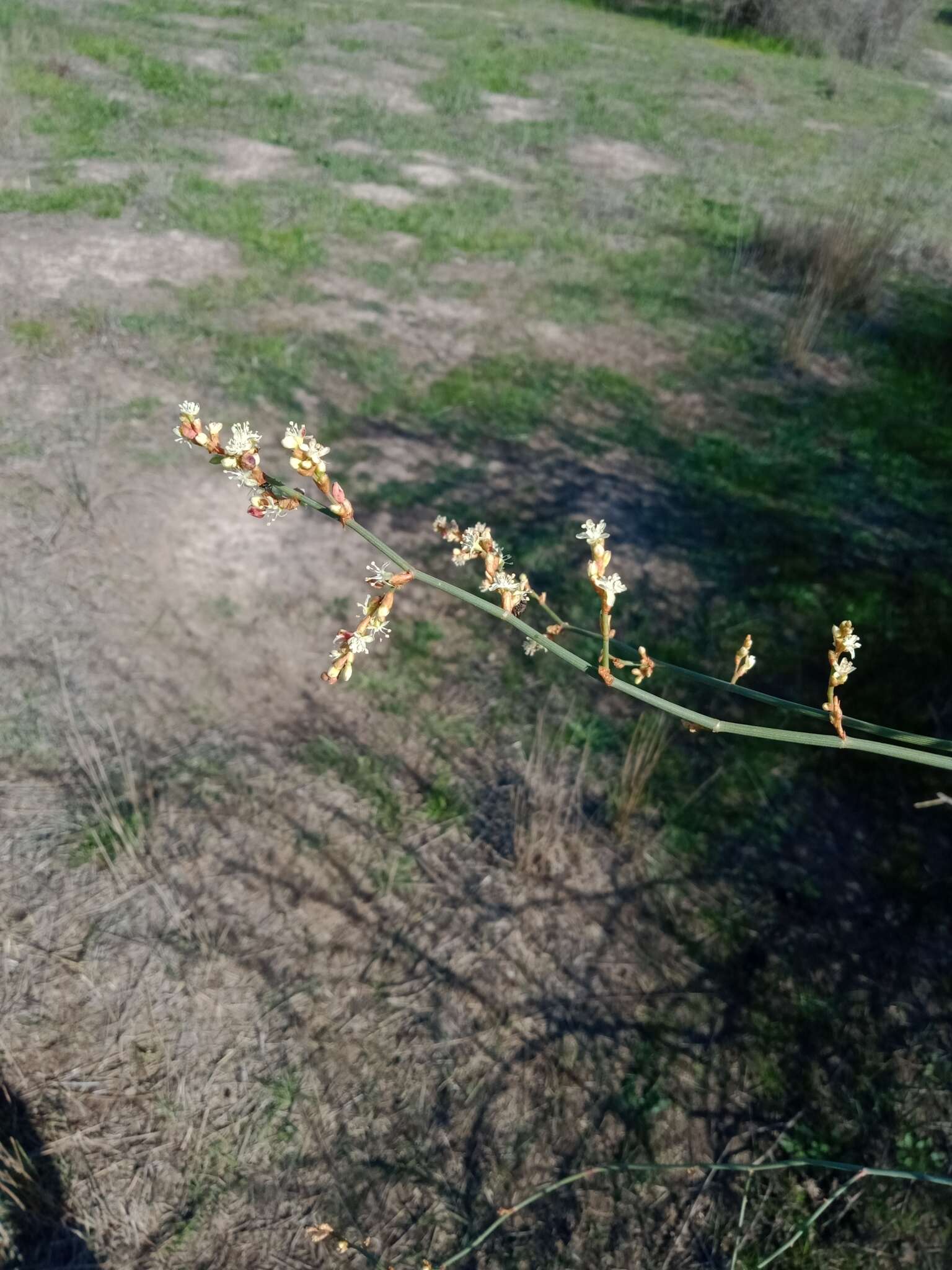 Слика од Duma florulenta (Meisn.) T. M. Schust.