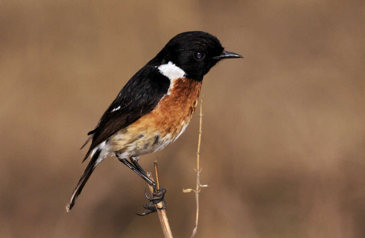 Image of African Stonechat