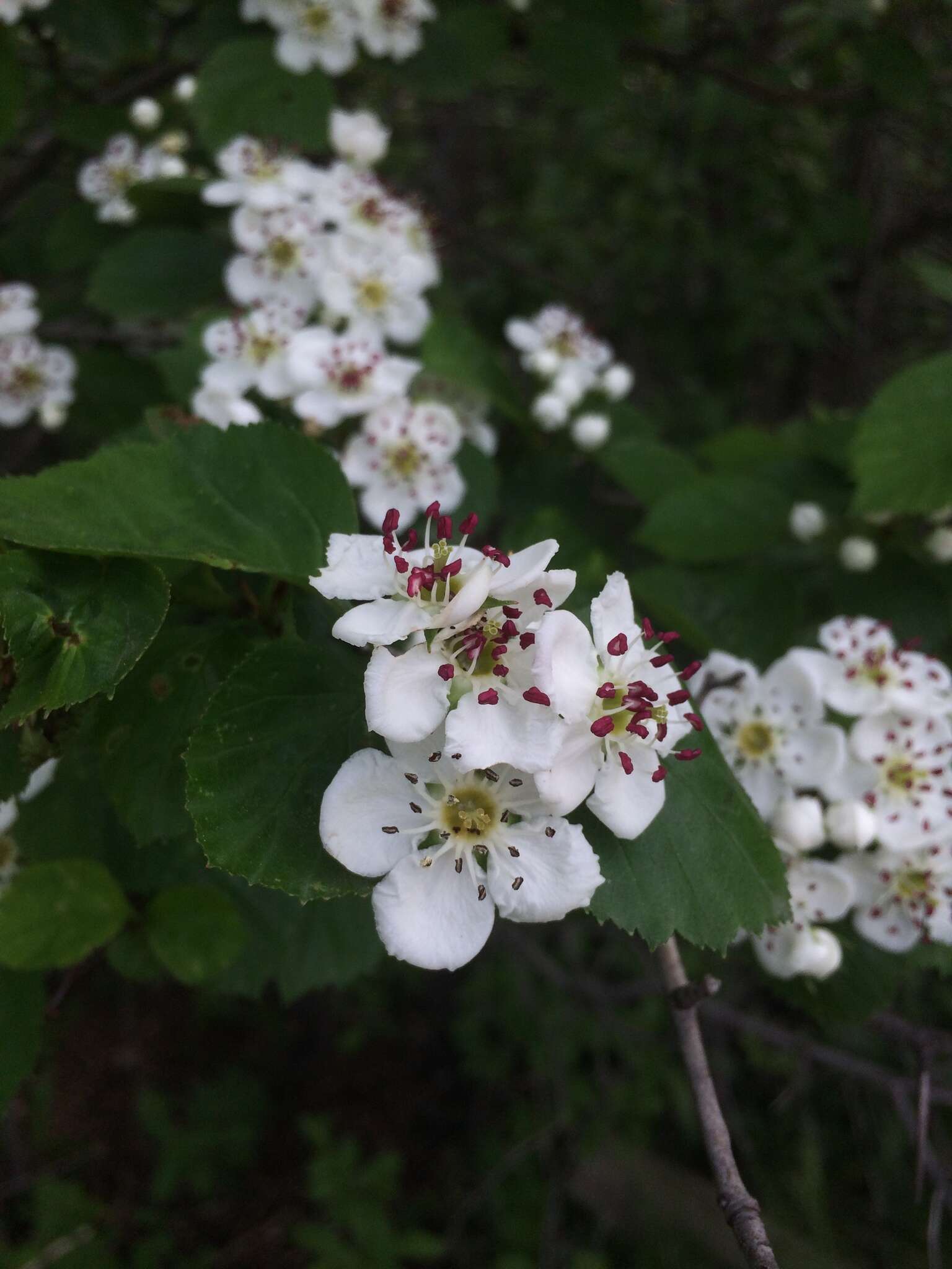 Plancia ëd Crataegus suborbiculata Sarg.