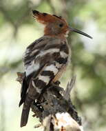 Image of African Hoopoe