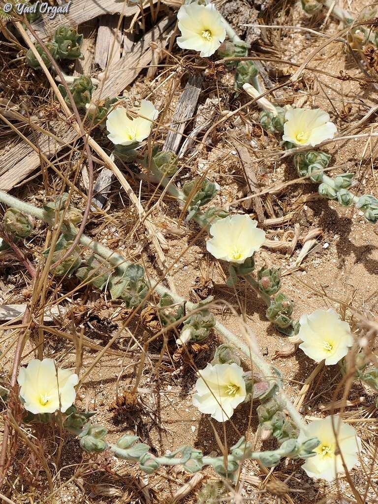 Image de Convolvulus secundus Desr.