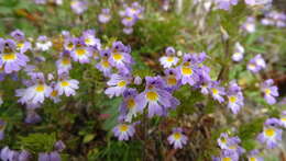 Imagem de Euphrasia alpina Lam.