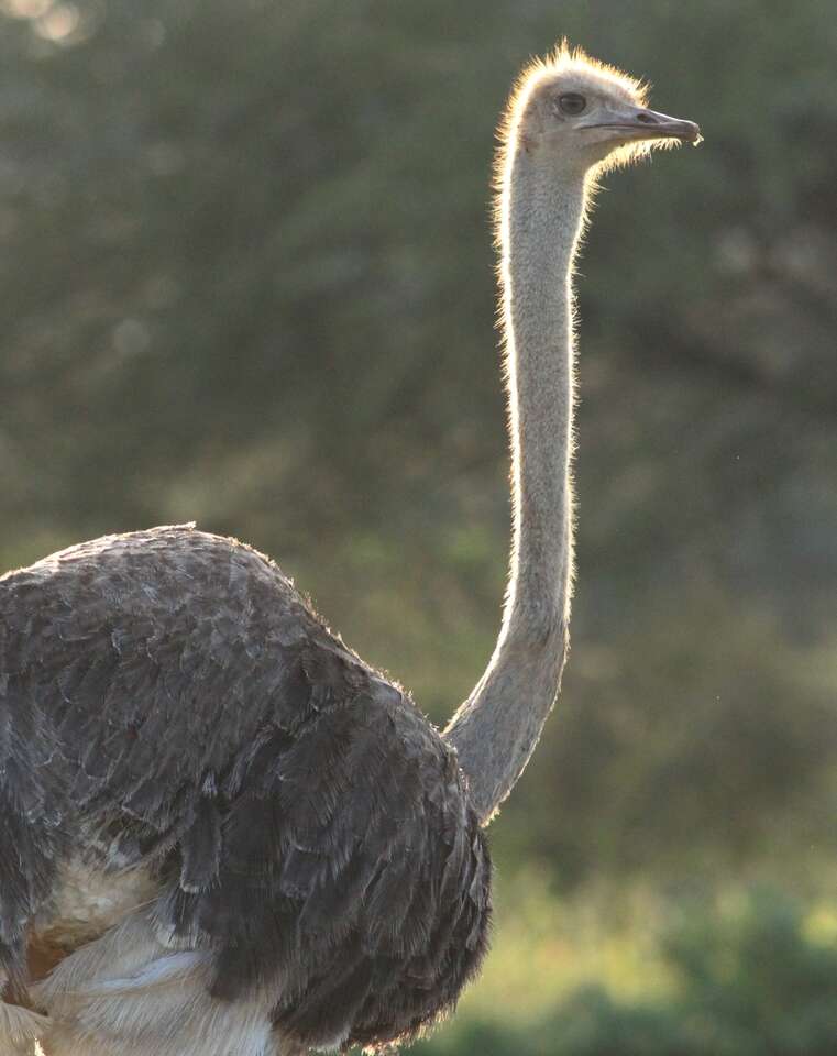 Image of South African Ostrich