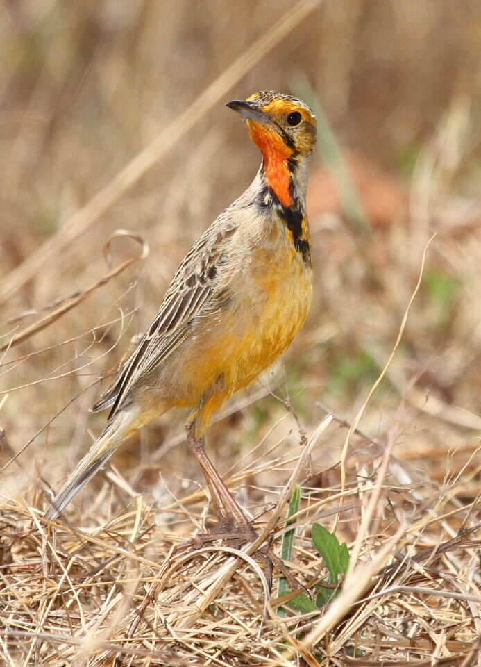 Image of Cape Longclaw