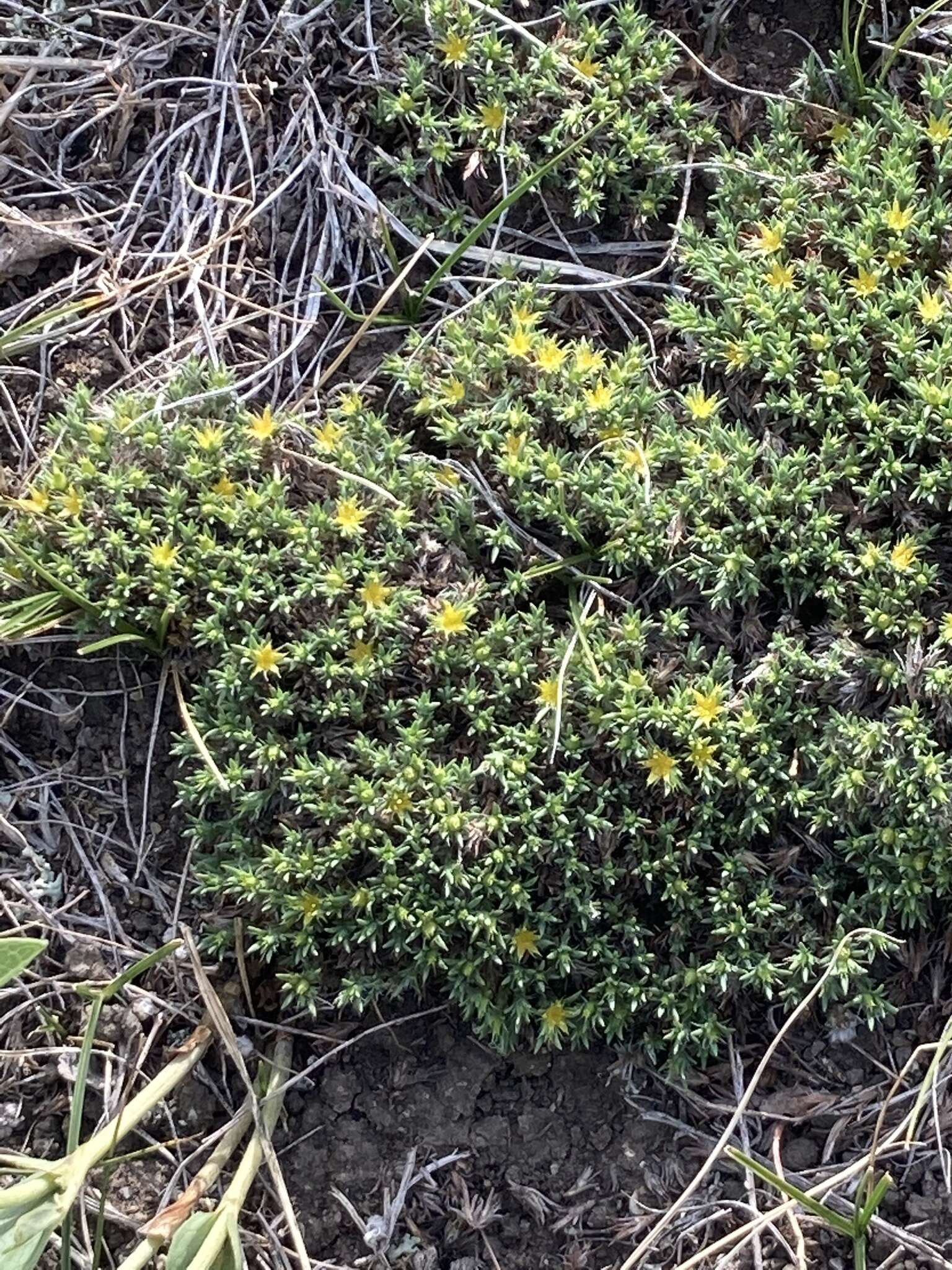 Слика од Paronychia sessiliflora Nutt.