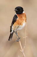 Image of African Stonechat