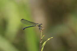 Image of Bayadera brevicauda Fraser 1928