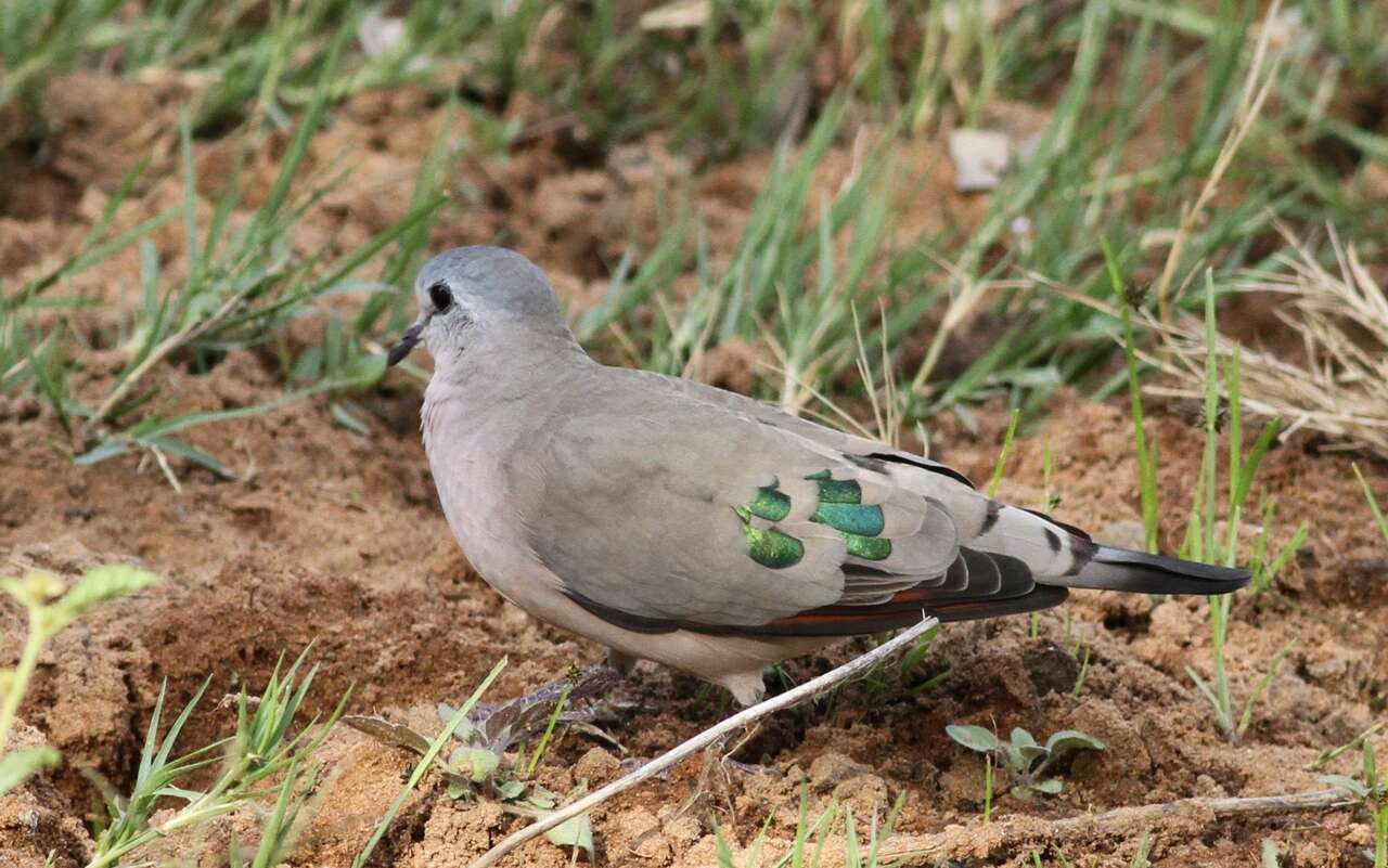 Image of Emerald-spotted Dove