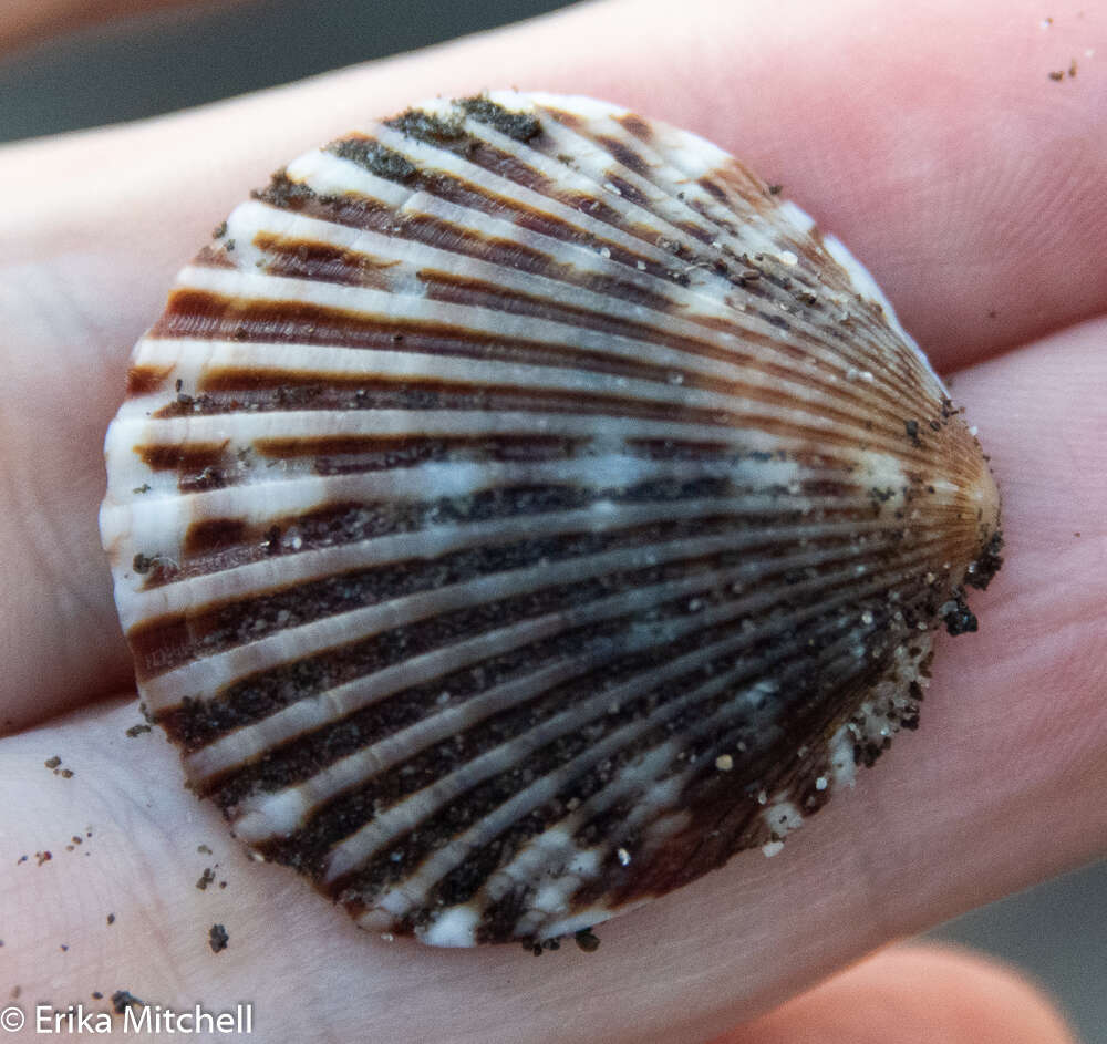 Image of Argopecten nucleus (Born 1778)