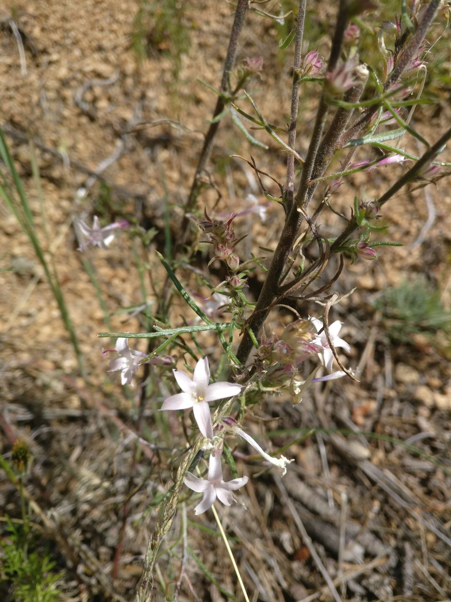 Image of scarlet gilia