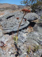 Image of Kalanchoe bitteri