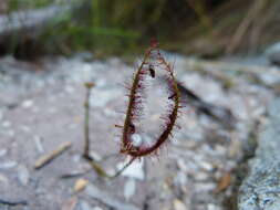 Image of Drosera binata Labill.