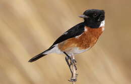 Image of African Stonechat