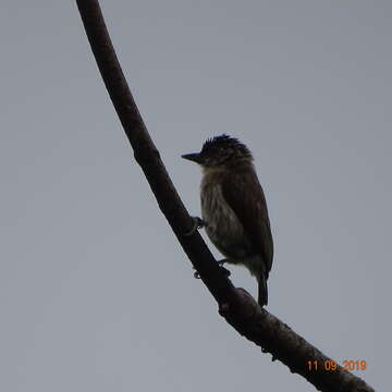 Image of Olivaceous Piculet