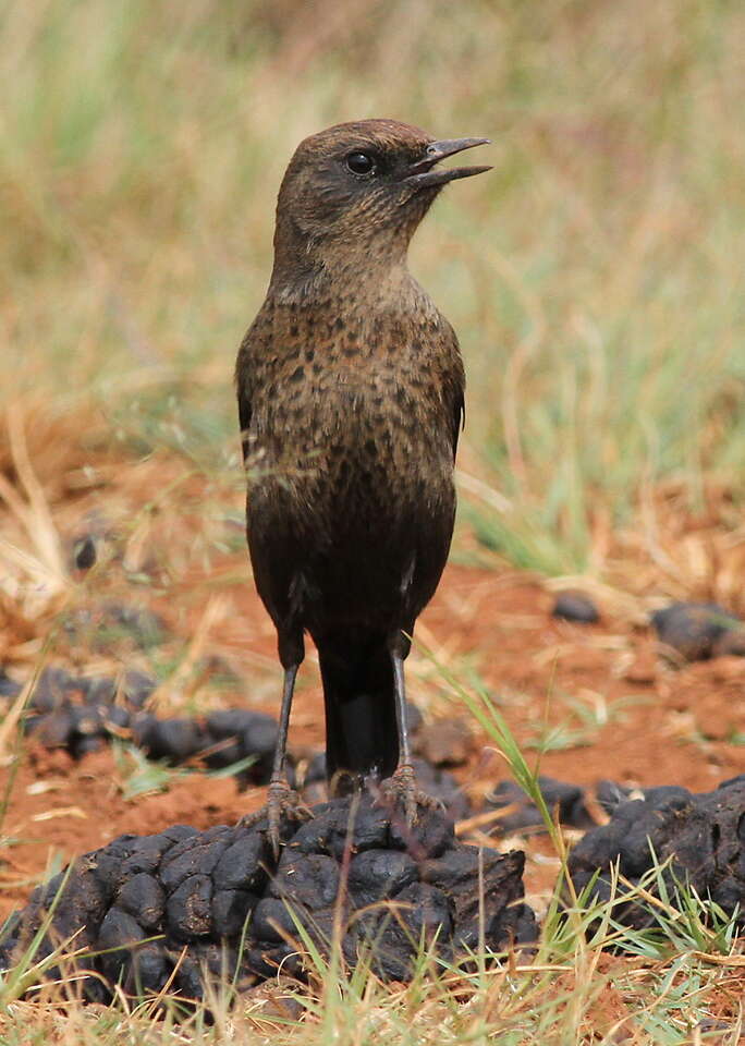 Image of Ant-eating Chat