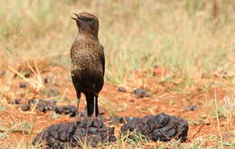 Image of Ant-eating Chat