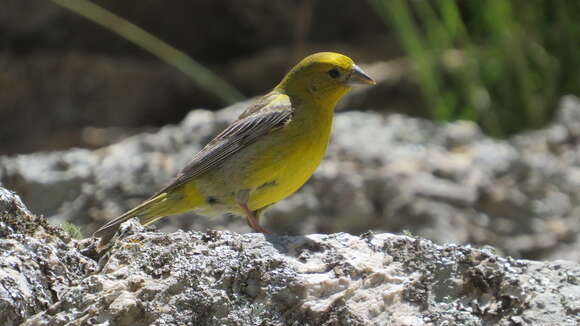 Image of Greater Yellow Finch