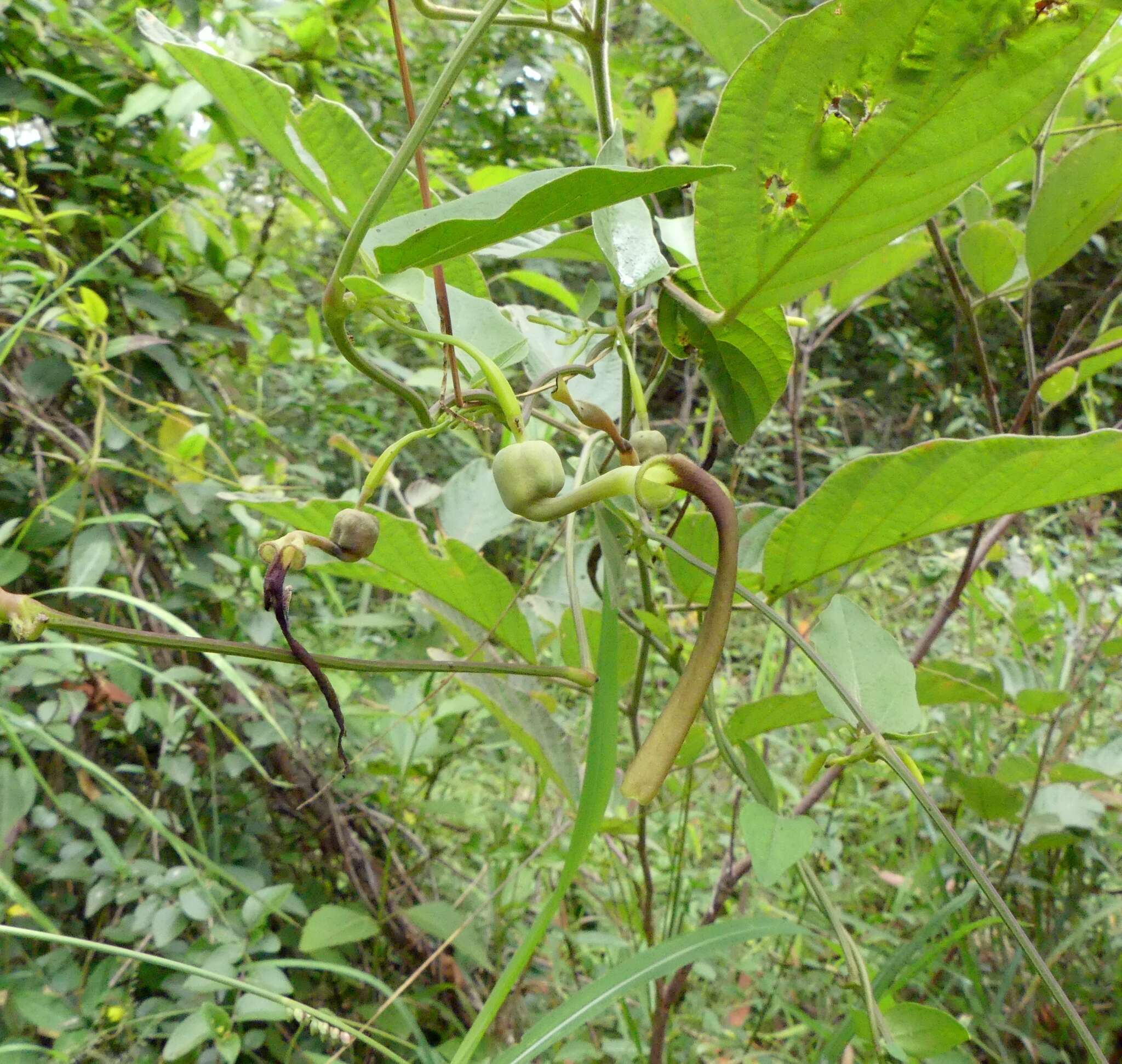 Image of Aristolochia indica L.