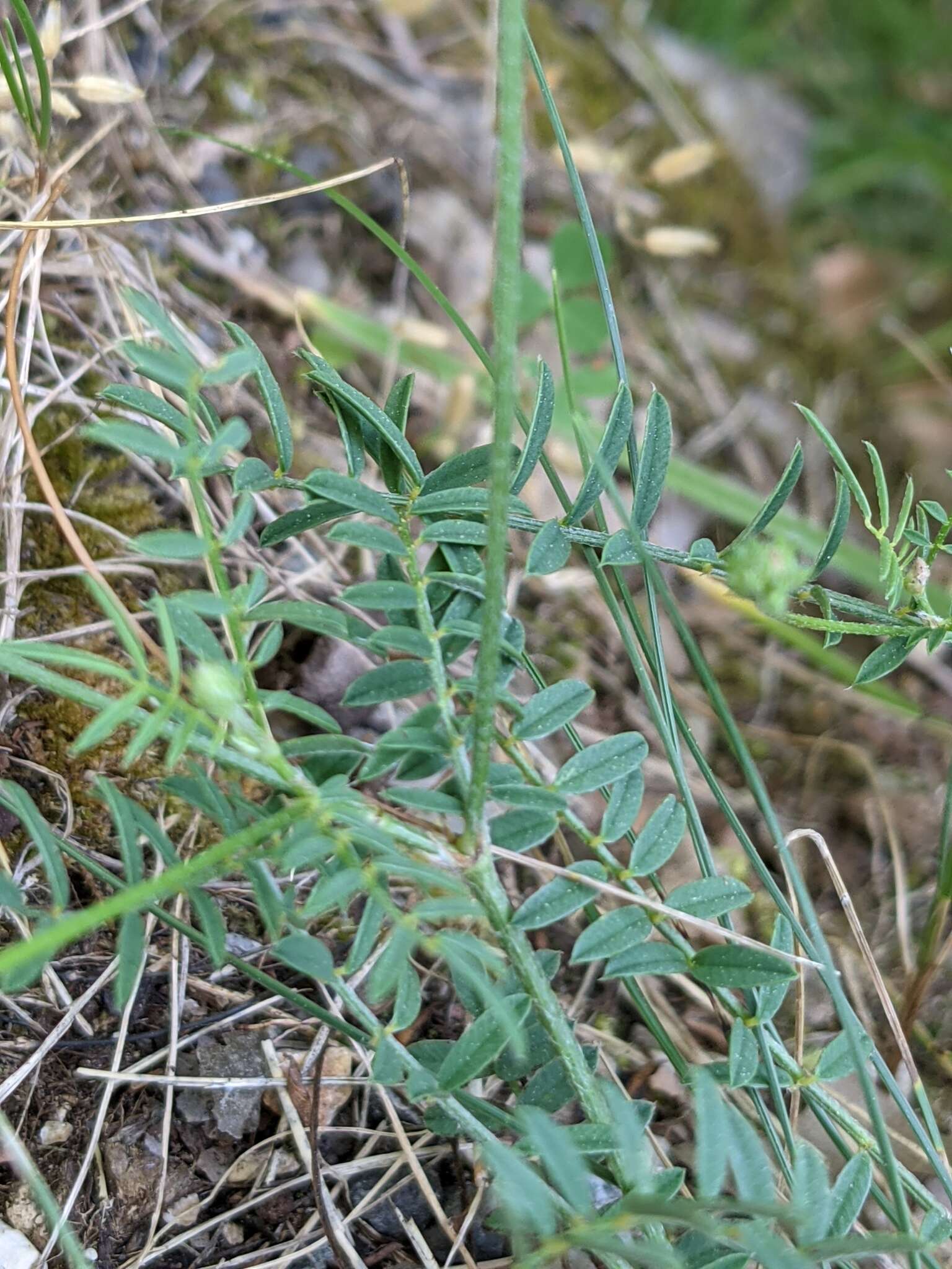 Sivun Onobrychis supina (Vill.) DC. kuva