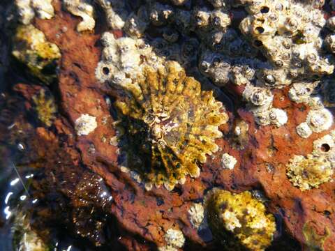 Image of ribbed Mediterranean limpet