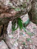 Image of Southern green fairy orchid