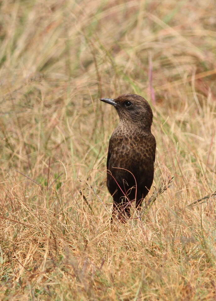 Image of Ant-eating Chat