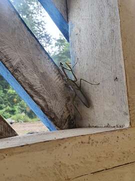 Image of Stagmatoptera supplicaria Burmeister 1838