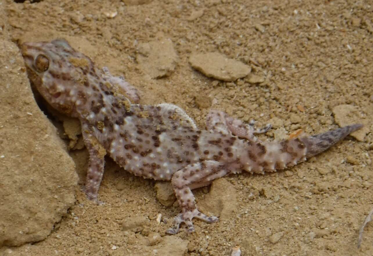 Image of Fischer's Thick-toed Gecko