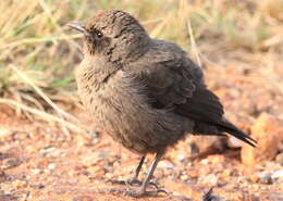 Image of Ant-eating Chat