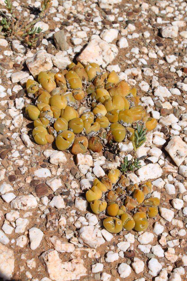 Image of Gibbaeum nuciforme Hartmann