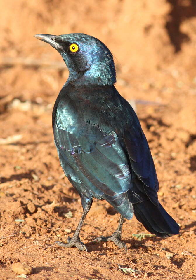 Image of Cape Glossy Starling